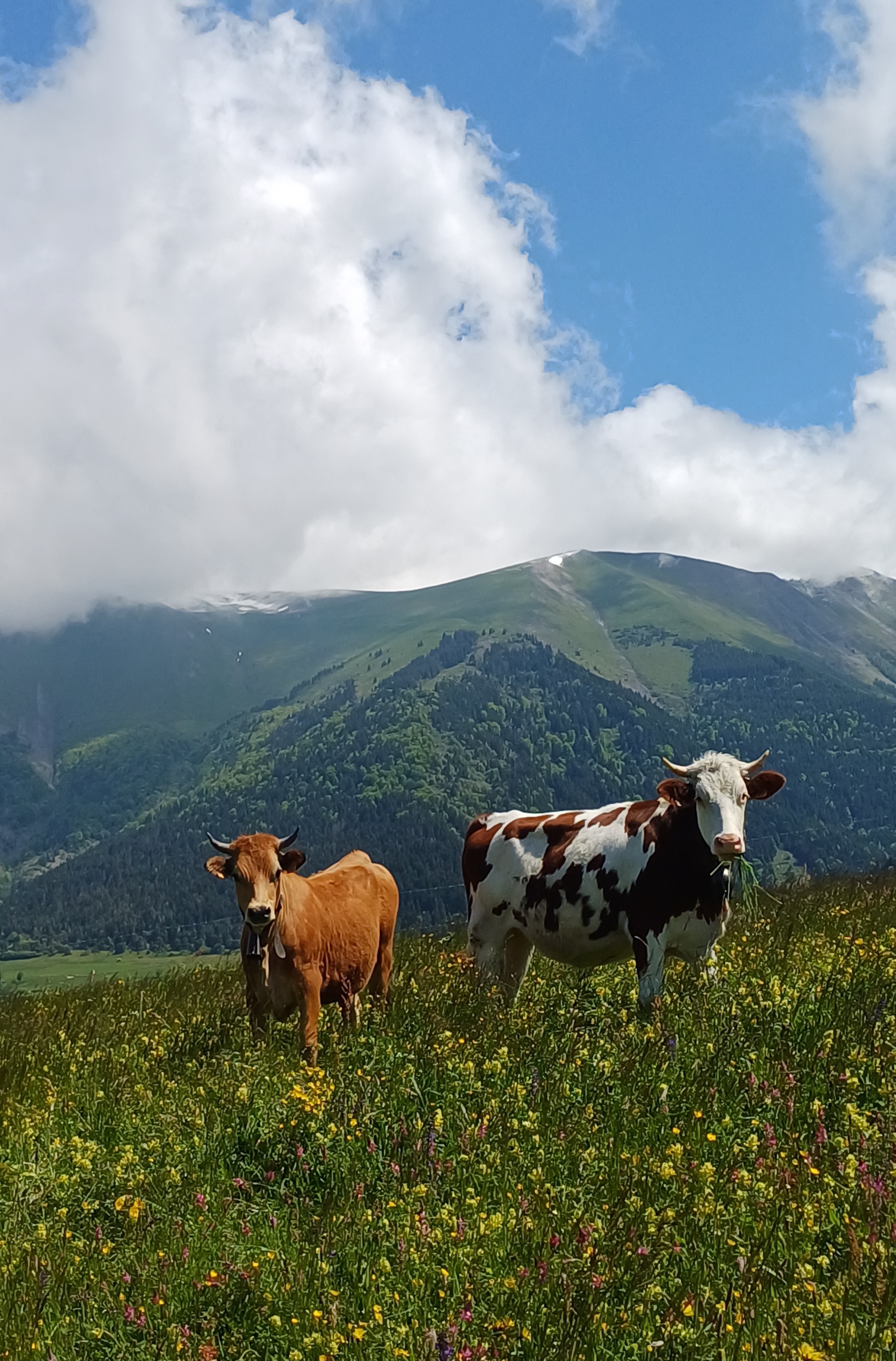 Pâturages de montagne